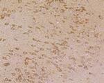 PHF8 Antibody in Immunohistochemistry (Paraffin) (IHC (P))