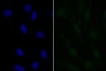 APR3 Antibody in Immunocytochemistry (ICC/IF)