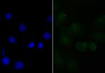 APR3 Antibody in Immunocytochemistry (ICC/IF)