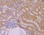 APR3 Antibody in Immunohistochemistry (Paraffin) (IHC (P))