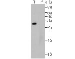 APR3 Antibody in Western Blot (WB)