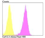 CaV2.3 Antibody in Flow Cytometry (Flow)