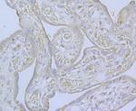 CaV2.3 Antibody in Immunohistochemistry (Paraffin) (IHC (P))