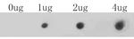 CaV1.2 Antibody in Dot Blot (DB)