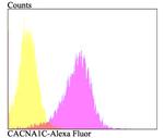 CaV1.2 Antibody in Flow Cytometry (Flow)