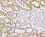 CaV1.2 Antibody in Immunohistochemistry (Paraffin) (IHC (P))