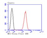 MCU Antibody in Flow Cytometry (Flow)