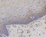 MCU Antibody in Immunohistochemistry (Paraffin) (IHC (P))