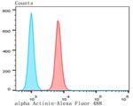 alpha Actinin 1 Antibody in Flow Cytometry (Flow)