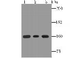 alpha Actinin 1 Antibody in Western Blot (WB)