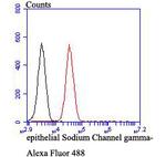 gamma-ENaC Antibody in Flow Cytometry (Flow)