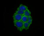 gamma-ENaC Antibody in Immunocytochemistry (ICC/IF)