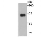 gamma-ENaC Antibody in Western Blot (WB)