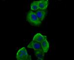 Nephrin Antibody in Immunocytochemistry (ICC/IF)