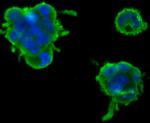 Nephrin Antibody in Immunocytochemistry (ICC/IF)