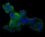 CD13 Antibody in Immunocytochemistry (ICC/IF)