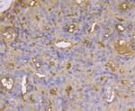 CD13 Antibody in Immunohistochemistry (Paraffin) (IHC (P))