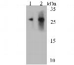 CD99 Antibody in Western Blot (WB)