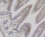 TRPA1 Antibody in Immunohistochemistry (Paraffin) (IHC (P))