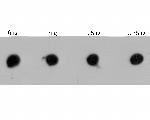 RyR3 Antibody in Dot Blot (DB)