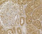 RyR3 Antibody in Immunohistochemistry (Paraffin) (IHC (P))