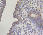 Connexin 45 Antibody in Immunohistochemistry (Paraffin) (IHC (P))