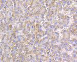 Connexin 45 Antibody in Immunohistochemistry (Paraffin) (IHC (P))