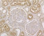 STIM2 Antibody in Immunohistochemistry (Paraffin) (IHC (P))