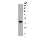 ACADL Antibody in Western Blot (WB)