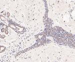 DFNA5 Antibody in Immunohistochemistry (Paraffin) (IHC (P))