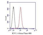 KV1.1 (KCNA1) Antibody in Flow Cytometry (Flow)