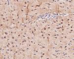 KV1.1 (KCNA1) Antibody in Immunohistochemistry (Paraffin) (IHC (P))