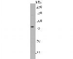 KV1.1 (KCNA1) Antibody in Western Blot (WB)