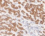 Kir5.1 (KCNJ16) Antibody in Immunohistochemistry (Paraffin) (IHC (P))