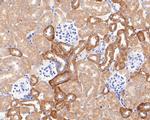 Kir5.1 (KCNJ16) Antibody in Immunohistochemistry (Paraffin) (IHC (P))