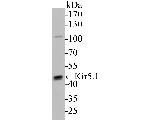 Kir5.1 (KCNJ16) Antibody in Western Blot (WB)