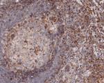 CD43 Antibody in Immunohistochemistry (Paraffin) (IHC (P))