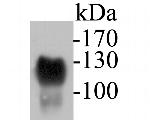 CD43 Antibody in Western Blot (WB)