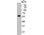 AKT3 Antibody in Western Blot (WB)