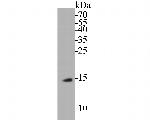 BLOS1 Antibody in Western Blot (WB)