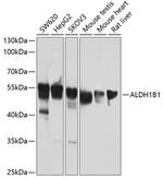 ALDH1B1 Antibody in Western Blot (WB)