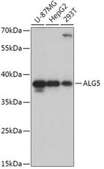 ALG5 Antibody in Western Blot (WB)