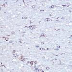 APLP1 Antibody in Immunohistochemistry (Paraffin) (IHC (P))