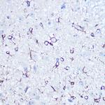 APLP1 Antibody in Immunohistochemistry (Paraffin) (IHC (P))