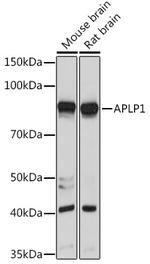 APLP1 Antibody in Western Blot (WB)