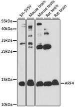 ARF4 Antibody in Western Blot (WB)