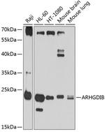 D4-GDI Antibody in Western Blot (WB)