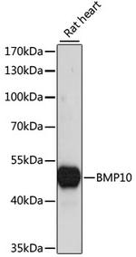 BMP10 Antibody in Western Blot (WB)