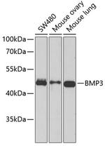 BMP3 Antibody in Western Blot (WB)