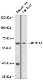 BTN1A1 Antibody in Western Blot (WB)